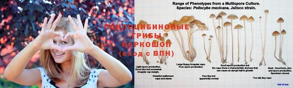 дмт Абаза